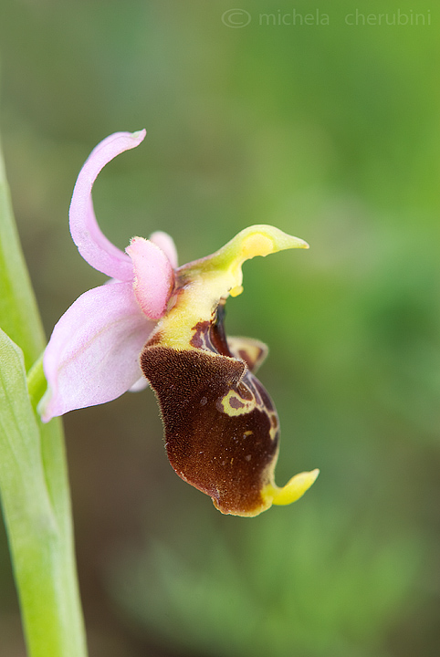 varie orchidee da determinare,qualcuno mi aiuta?